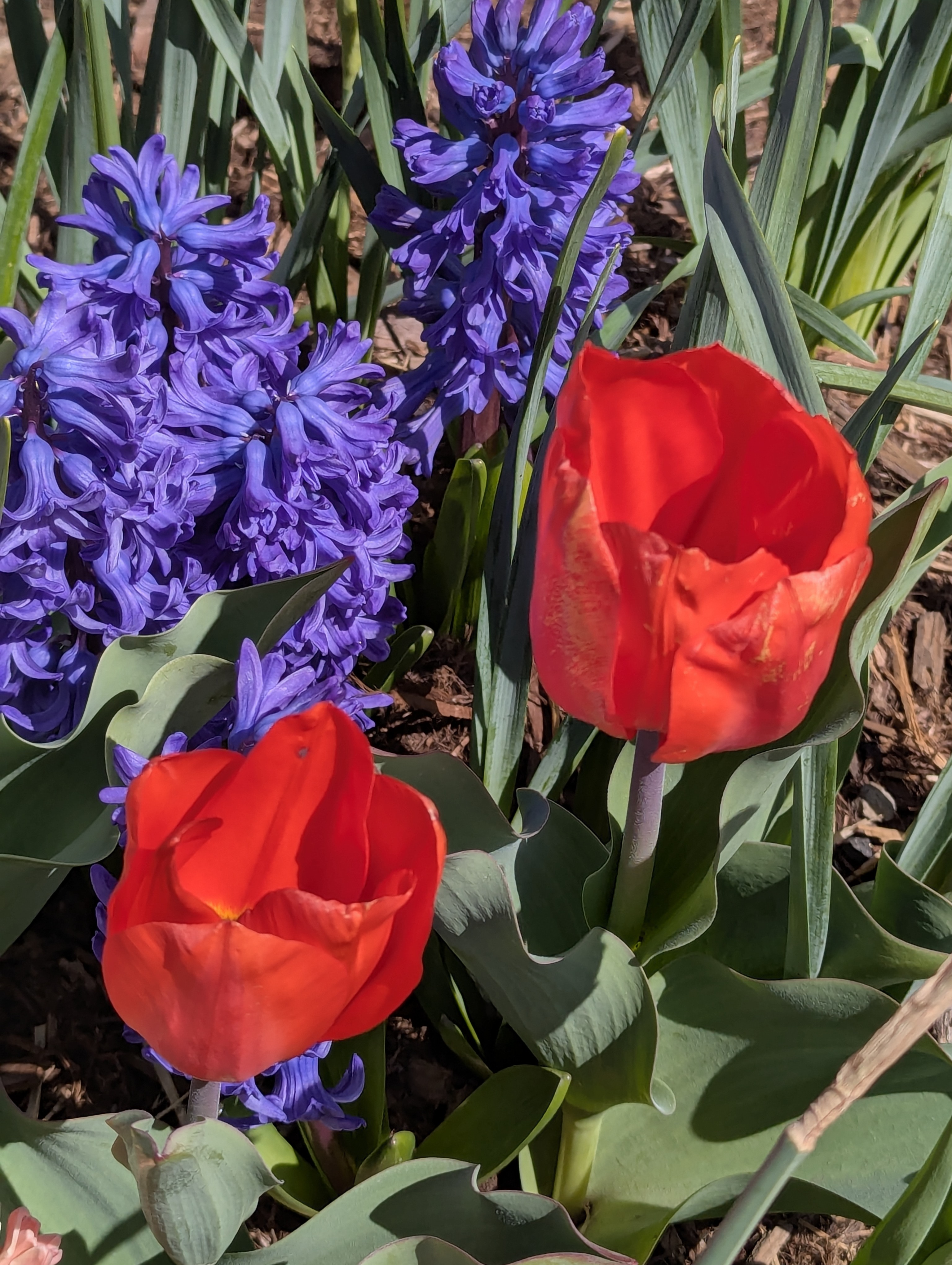 Hyacinth, Tulips, Morrison, Colorado